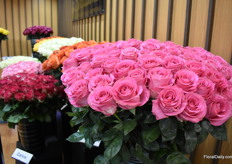 Watergame is another novelties from AAA Growers